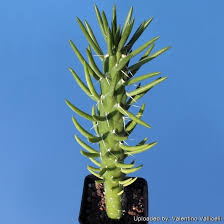 Image result for Austrocylindropuntia