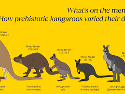 Image result for kangaroo