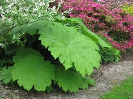 Stauden Einzigartig Gruneinzigartig Grun Schattengartenpflanzen Schattenspendende Pflanzen Stauden