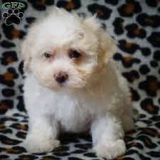 The Country Farm LLC Gideon K Riehl