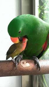 Eclectus And Love Bird Love Goruntuler Ile Papaganlar Cok Sirin Hayvanlar Kus