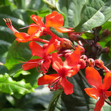 Image result for Clerodendrum splendens
