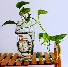 Even so, if the person you are going to give away likes this articulated arm of rode is the ideal complement for your microphone and podcasts. China Ins Style Crystal Clear Floral Flower Plant Decorative Container For Home Office Desk Decoration Ideal Gifts For Birthday Wedding China Glass Vase And Vase Price