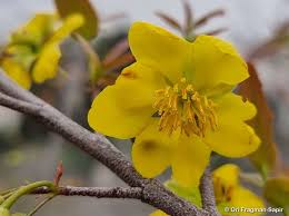 Image result for Ochna cyanophylla