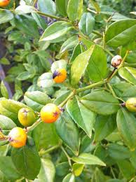 Image result for Cassinopsis ilicifolia