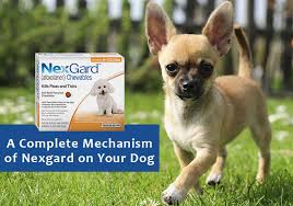 Nexgard® will kill existing fleas within 8 hours of initial administration. How Does Nexgard Work Bestvetcare