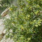 Image result for Zygophyllum cuneifolium