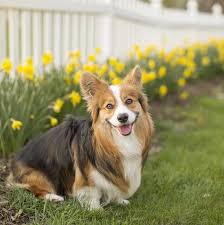 12 Garden Plants That Are Toxic To Dogs Dog Friendly Backyard Common Garden Plants Dogs