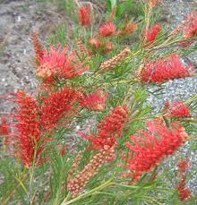 Maybe you would like to learn more about one of these? Grevillea Red Hooks In 50mm Forestry Tube Trigg Plants