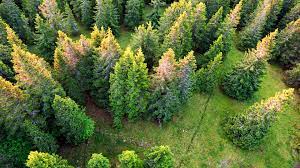 Buy cibo impact carbon credits from our mobile app or from your computer. Forestry Carbon Credits The Arbor Day Foundation
