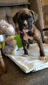 Pet service in anderson, missouri. Boxer Puppies Near Me