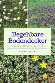 Als Bodendecker Bezeichnet Man Niedrig Wachsende Stauden Pflanzen Die Den Boden Weit Und Dicht Wie Ein Teppich Stauden Pflanzen Bepflanzung Garten Bepflanzen