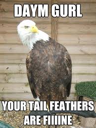 Sassy Bald Eagle Memes Quickmeme