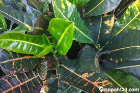 Sejak kedatangan penjajah di indonesia, aktivitas penelitian fosil di indonesia sudah berjalan. 9 Jenis Tanaman Puring Beserta Khasiatnya Bagi Kesehatan Rumah123 Com