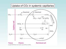 Transport Of Oxygen And Carbon Dioxide