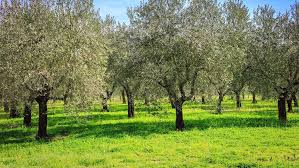 As it happens in the vast majority of fruit trees, the olive tree reacts positively to pruning. How To Plant Grow And Prune An Olive Tree Bunnings New Zealand