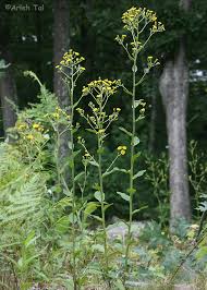 Image result for Haumaniastrum speciosum