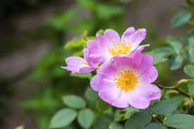How should you feed peanuts to dogs? What Is A Dog Rose Where Do Dog Roses Grow