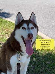 Adoptable Florida Siberian Husky Husky Husky Rescue Siberian Husky Rescue