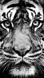 Tiger Photo De Tigre Photo Noir Et Blanc Photo Animaux