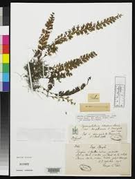 Image result for Hymenophyllum triangulare