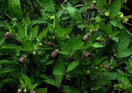 Belladonna the best of download anonymously. Poisonous Plants Belladonna Nightshade Is The Celebrity Of Deadly Flora