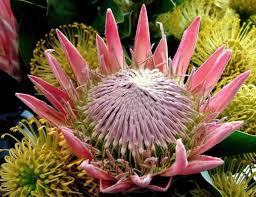 Flowers for south africa offers same day flower & gift basket delivery for south africa at very low rates. South Africas King Protea Flower South African Flowers Protea Flower King Protea