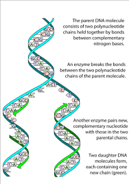 Check spelling or type a new query. 4 3 Dna Structure And Replication Biology Libretexts