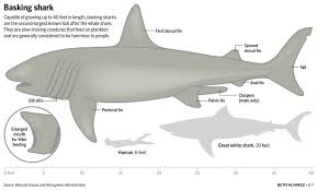 How do sharks detect prey? Check Out This Photo From Utsandiego Com Basking Shark Shark Whale Shark