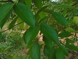 Image result for Ficus exasperata