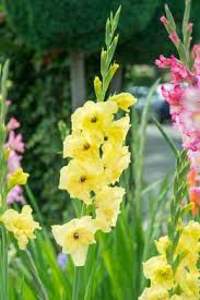 Riempio la mia casa con bulbi di primavera, veri e lavorati all'uncinetto, perchè ho davvero voglia che la nuova stagione arrivi. Bulbi Estivi Dai Fiori Gialli Per Un Giardino Festoso Scopri I Bulbi Da Fiore