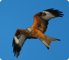 Birds You Can Have As Pets Uk Red Kite One Of My Favourite We Have Quite A Few Of Them Where I Live Which Is Good Because They Nearly Went Extinct It W Red Kite Pet Birds