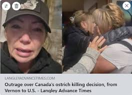 Outrage over Canada's ostrich killing decision, from Vernon to U.S. Anger,  shock and indignation is pouring in from across the nation following the  Supreme Court of Canada's decision to effectively uphold a