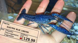 My Electric Blue Lobster S Dream Tank Youtube