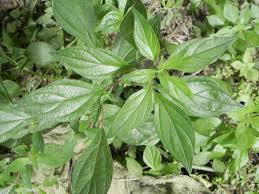 Image result for Parietaria