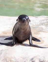 Maybe you would like to learn more about one of these? How To Say Seal In French Animal