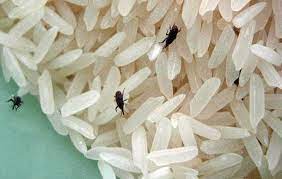 Rice weevils are small, but contribute to very large amounts of food waste costing hundreds in food damage to homeowners and to grocery stores. 6 Ways You Can Get Rid Of Nasty Weevils Or Grain Beetles From Your Spices And Grains Lifestyle News