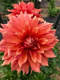 Mango Madness Dahlia Amazing Flowers Dahlia Flower Dahlias Garden