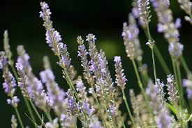 We did not find results for: Selecting Bee Forage Plants Province Of British Columbia