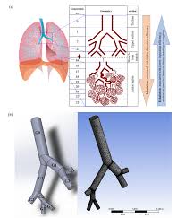 Some experts believe that sneezing and coughing are most likely the primary forms of transmission. An Overview Of Experiments And Numerical Simulations On Airflow And Aerosols Deposition In Human Airways And The Role Of Bioaerosol Motion In Covid 19 Transmission Aerosol And Air Quality Research