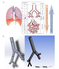 Is independent of research methodology. An Overview Of Experiments And Numerical Simulations On Airflow And Aerosols Deposition In Human Airways And The Role Of Bioaerosol Motion In Covid 19 Transmission Aerosol And Air Quality Research