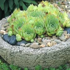 I usually buy my pots for windowsill gardening at walmart or target. Succulent Gardening Hgtv