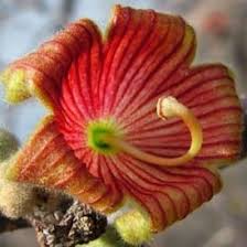 Image result for Sterculia rogersii