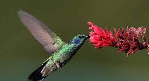 Kolibris — französisch, weitere herkunft unsicher, singular kolibri der, s, trochilidae, vermutlich mit den seglern verwandte vogelfamilie mit 327 arten in amerika; Natur Bewegt Der Kolibri Naturschutz Ch