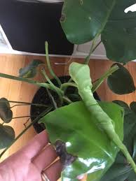 Overall your monstera looks pretty healthy, although it appears that it is getting less than optimal light. Crispy Brown Spots On Monstera Advice Appreciated Indoorgarden