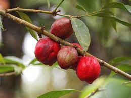Mahkota dewa atau buah simalakama memiliki kandungan senyawa tanin, alkanoid, fenol, lignan. Phaleria Macrocarpa Wikipedia