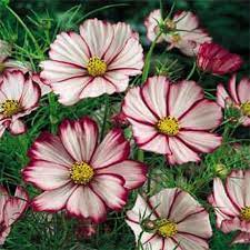 Cosmos Sensation Picotee Flower Seeds Bipinnatus Mexican Etsy Cosmos Flowers Sun Loving Plants Planting Flowers