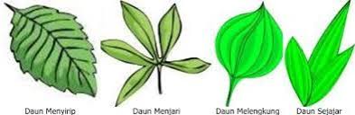 Perhatikan gambar berikut luas daerah yang diarsir adlah. Macam Macam Daun Struktur Fungsi Manfaat Gambar Terlengkap