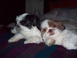 Learn to pronounce shih tzu the proper way. Are Shih Tzu Better In Pairs Here S What We Ve Learned From It