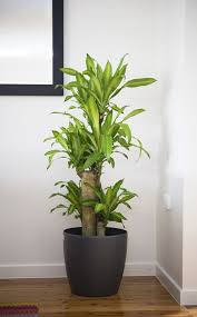 Indoor plants is an oxymoron. 5 Big And Beautiful Indoor Plants Indoor Plants Low Light Tall Indoor Plants Big Indoor Plants